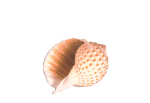 Seashells, Fish, and Beach Nutmeg Shell Artwork