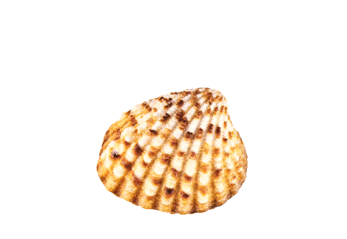 Seashells, Fish, and Beach Pacific File Shell Artwork