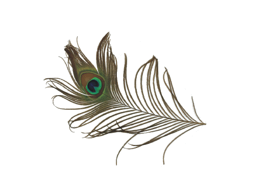 Cultural Illustrations Peacock Feather 1 Artwork