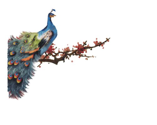 Cultural Illustrations Peacock In A Plum Tree Artwork