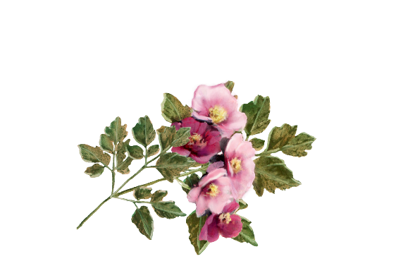 Spring Flowers, Autumn Leaves, Grapes Phlox Artwork