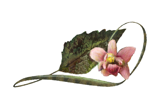 Spring Flowers, Autumn Leaves, Grapes Pink Phalaenopsis  Orchid Illustration Artwork