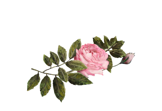 Spring Flowers, Autumn Leaves, Grapes Pink Rose Artwork