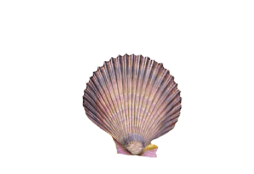 Seashells, Fish, and Beach Purple Scallop Shell Artwork