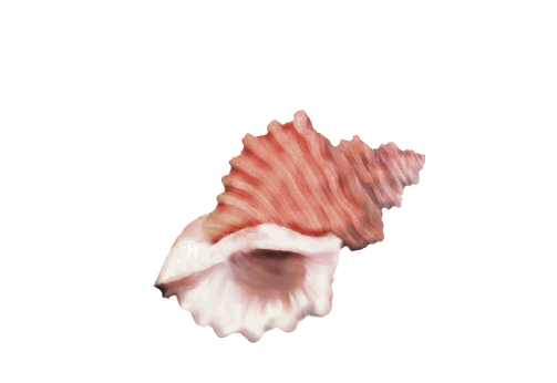 Seashells, Fish, and Beach Queen Conch Shell Artwork