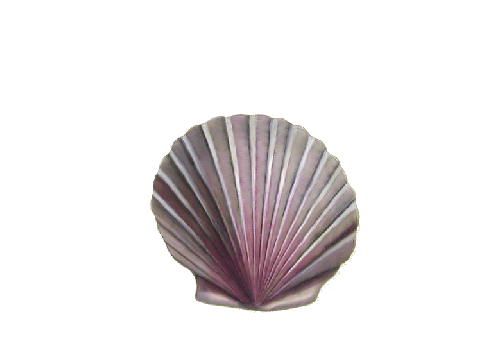 Seashells, Fish, and Beach Rough Scallop Shell Artwork