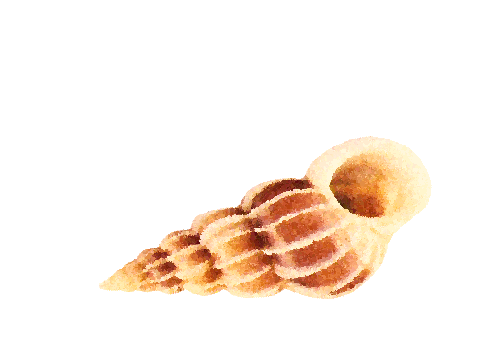 Seashells, Fish, and Beach Sand Cockle Shell Artwork