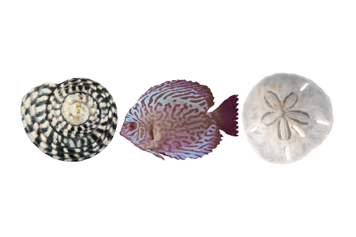 Seashells, Fish, and Beach Sea Life Pattern 04 Artwork