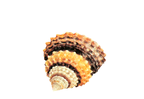 Seashells, Fish, and Beach Sea Snail Shell Artwork