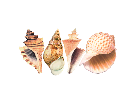 Seashells, Fish, and Beach Seashell Pattern 08 Artwork