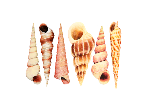 Seashells, Fish, and Beach Seashell Pattern 09 Artwork