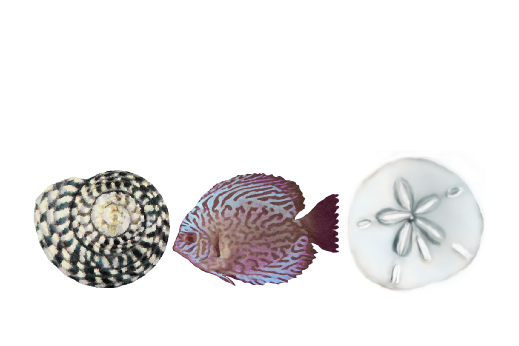 Seashells, Fish, and Beach Seashell Pattern 13 Artwork