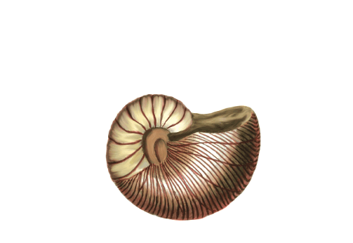 Seashells, Fish, and Beach Shark Eye Shell Artwork
