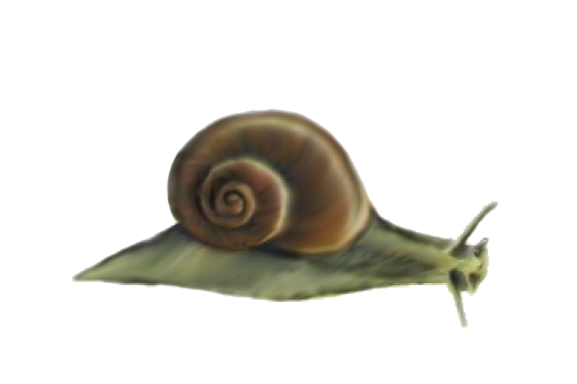 Seashells, Fish, and Beach Snail Artwork