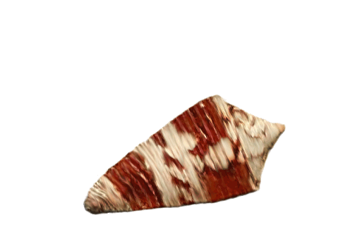 Seashells, Fish, and Beach Stratus Cone Shell Artwork