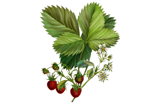 Spring Flowers, Autumn Leaves, Grapes Strawberries Artwork