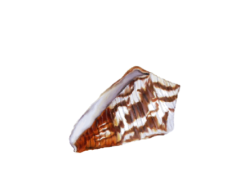 Seashells, Fish, and Beach Stromb Shell Artwork