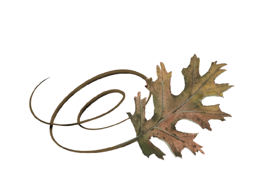 Spring Flowers, Autumn Leaves, Grapes Swirly Pin Oak Leaf Artwork