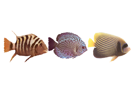 Seashells, Fish, and Beach Tropical Fish Pattern 01 Artwork