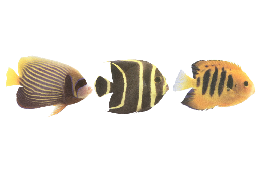 Seashells, Fish, and Beach Tropical Fish Pattern 02 Artwork