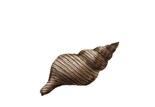 Seashells, Fish, and Beach True Tulip Shell Artwork