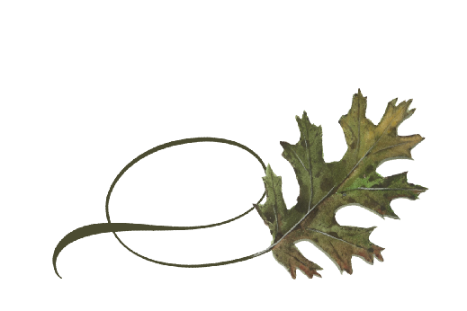 Spring Flowers, Autumn Leaves, Grapes Twisty Black Oak Leaf Artwork