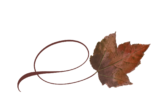 Spring Flowers, Autumn Leaves, Grapes Twisty Boxelder Leaf Artwork