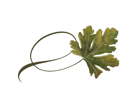 Spring Flowers, Autumn Leaves, Grapes Twisty Chestnut Leaf Artwork