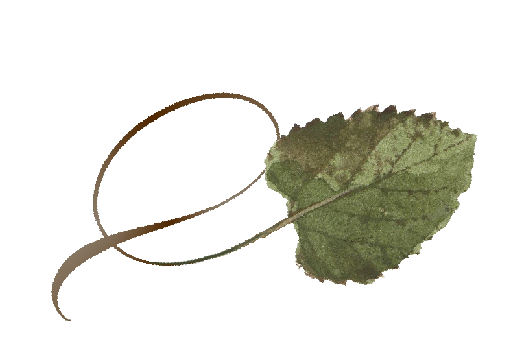 Spring Flowers, Autumn Leaves, Grapes Twisty Cottonwood Leaf Artwork