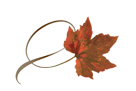 Spring Flowers, Autumn Leaves, Grapes Twisty Orance Sugar Maple Leaf Artwork