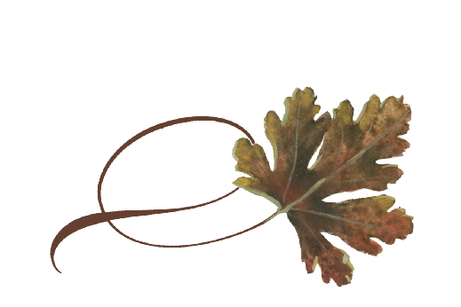 Spring Flowers, Autumn Leaves, Grapes Twisty River Birch Leaf Artwork