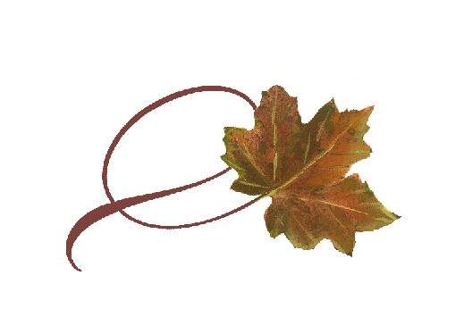 Spring Flowers, Autumn Leaves, Grapes Twisty Sugar Maple Leaf Artwork