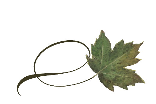 Spring Flowers, Autumn Leaves, Grapes Twisty Sycamore Leaf Artwork