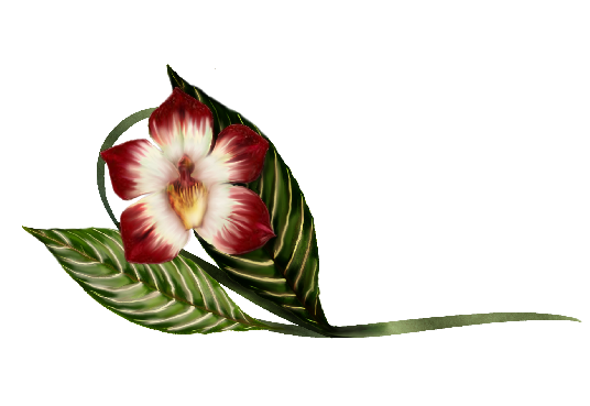 Spring Flowers, Autumn Leaves, Grapes Vanda Orchid Illustration Artwork