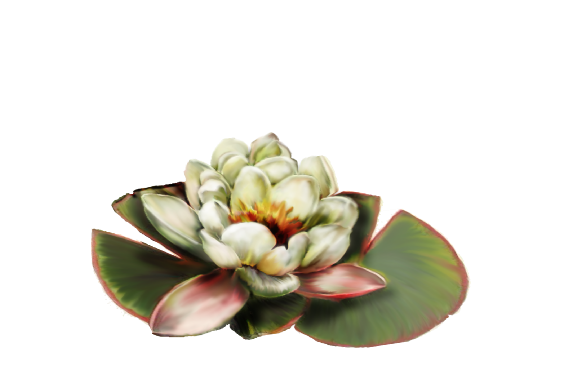 Spring Flowers, Autumn Leaves, Grapes Water Lily Artwork