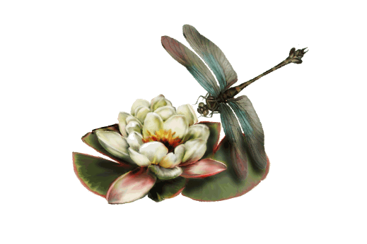 Cultural Illustrations Waterlily Dragonfly Artwork