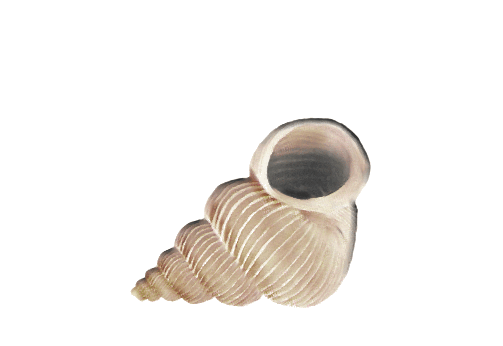 Seashells, Fish, and Beach Whelk Snail Shell Artwork