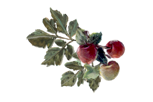 Spring Flowers, Autumn Leaves, Grapes Wild Apples Artwork