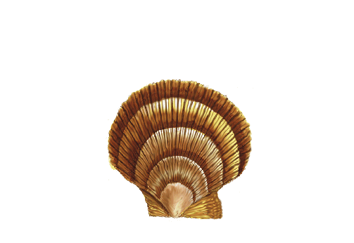 Seashells, Fish, and Beach Zig Zag Scallop Shell Artwork
