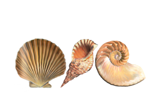 Seashell Patterns - Documents and Designs