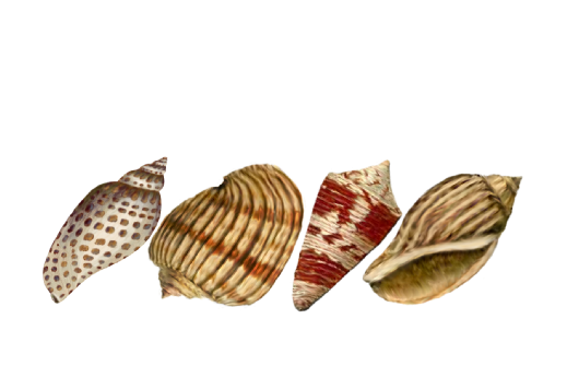 Seashell Patterns - Documents and Designs