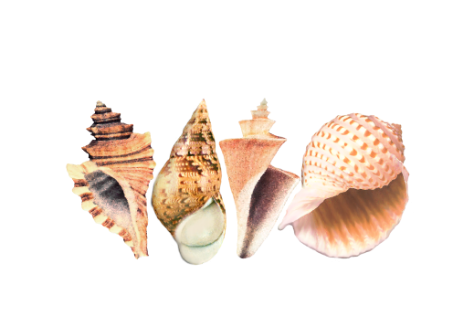 Seashell Patterns - Documents and Designs