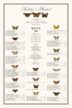 Butterfly Collector Birds and Butterflies Seating Charts